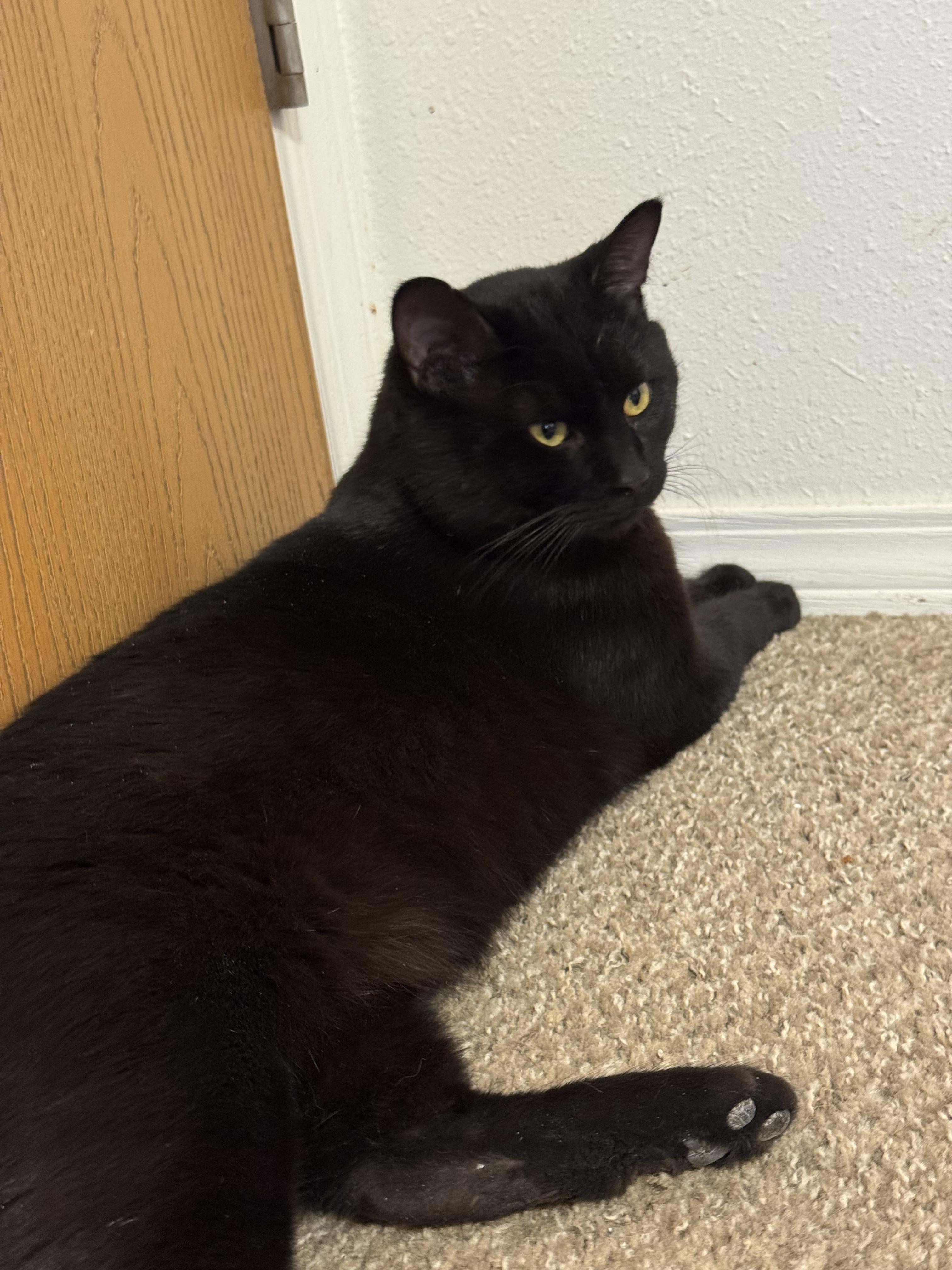 Enlarge Obsidian, a Adoptable mixed breed in Springfield, MO image 3/3