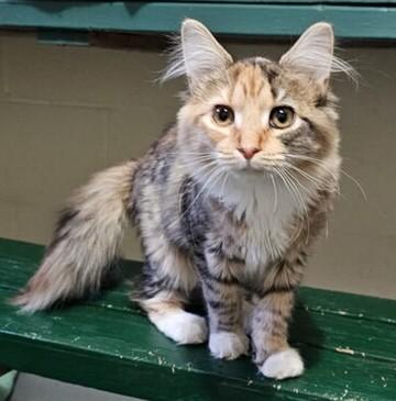 Chubbs, a ADOPTABLE mixed breed in Smyrna, DE image 2/2