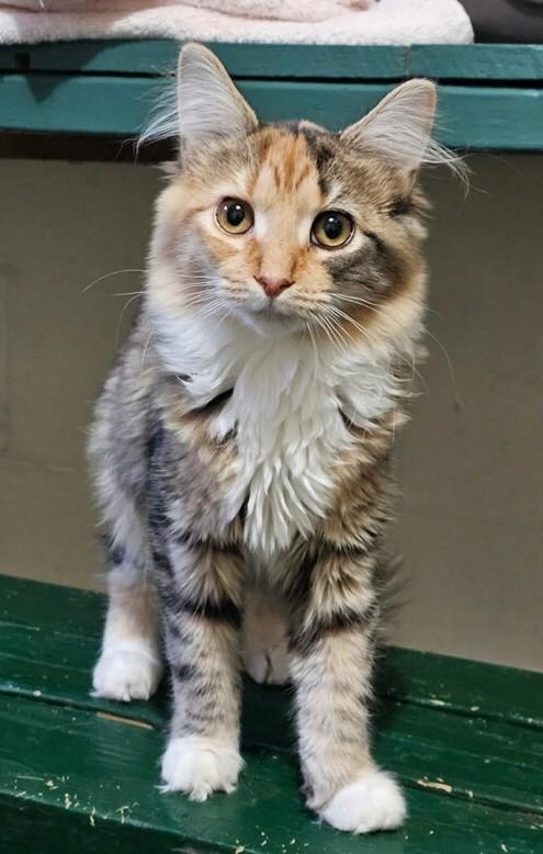 Chubbs, ADOPTABLE, Kitten Female Maine Coon & Domestic Long Hair.