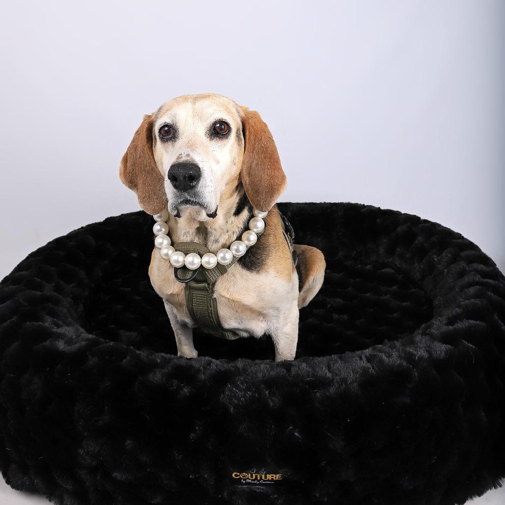 Carrie, a Adoptable Bluetick Coonhound in Murray, UT image 1/3