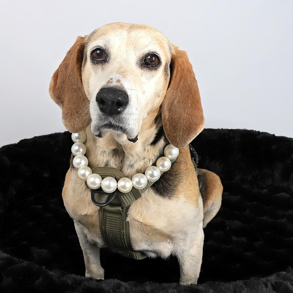 Carrie, a Adoptable Bluetick Coonhound in Murray, UT image 2/3