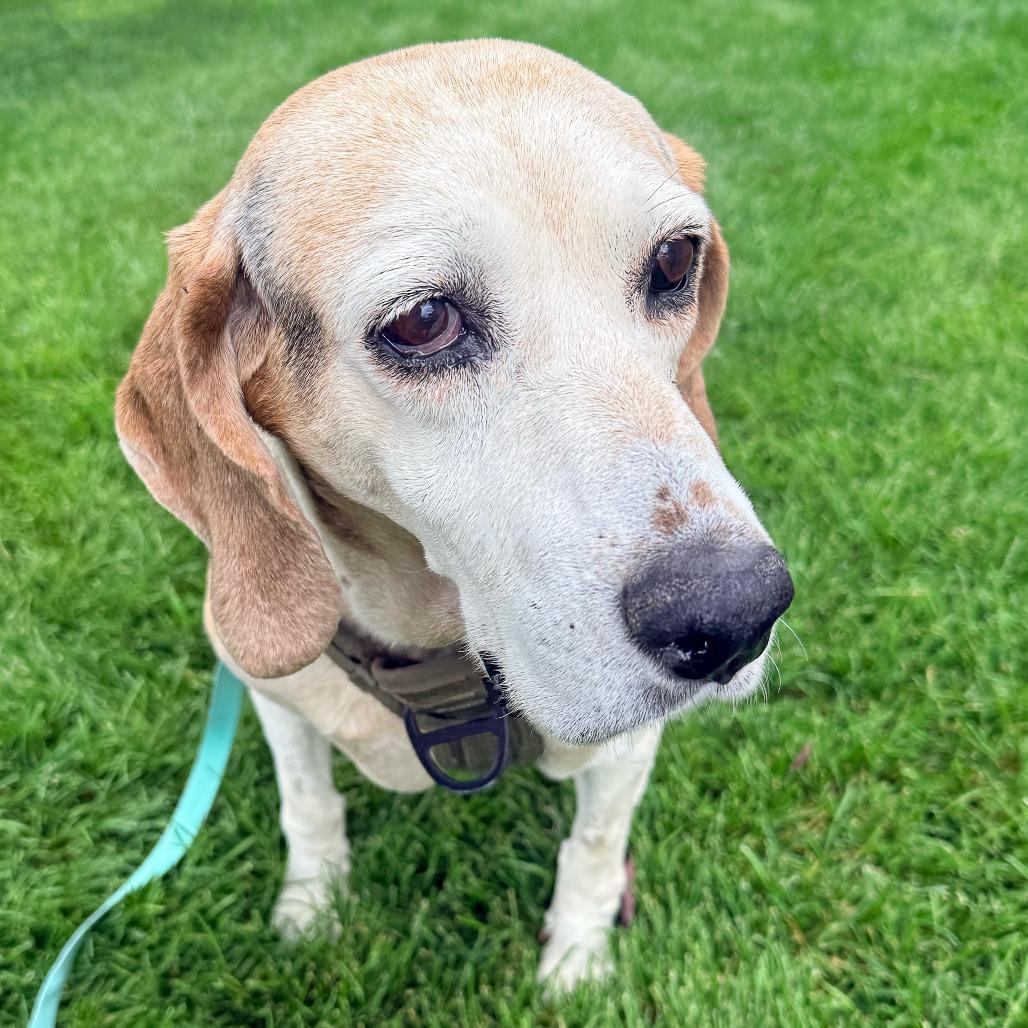 Carrie, a Adoptable Bluetick Coonhound in Murray, UT image 3/3