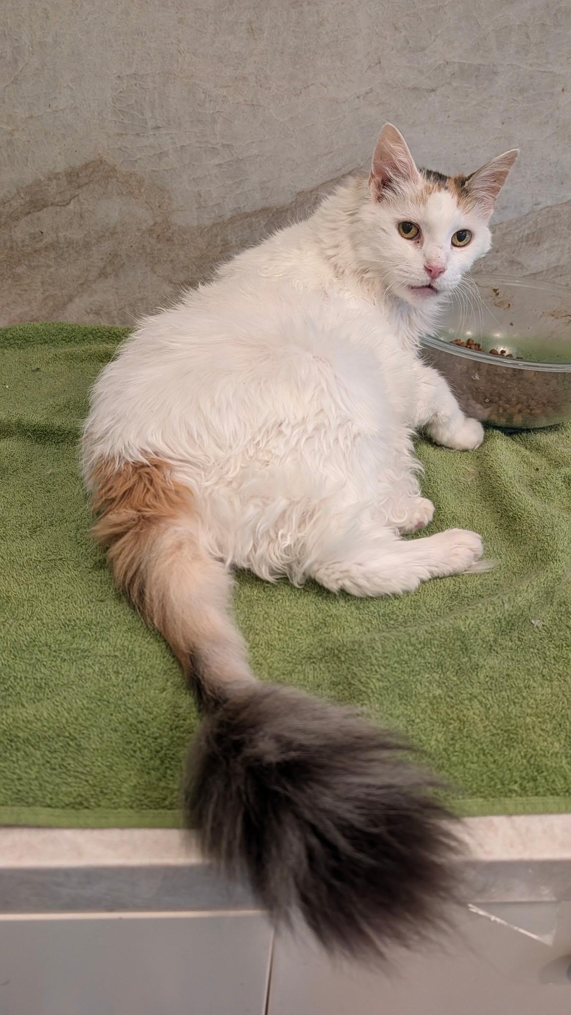 PRINCESS - Foster/Adopter Needed, a Adoptable mixed breed in Yorba Linda, CA image 1/6