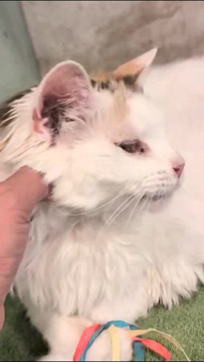 Enlarge PRINCESS - Foster/Adopter Needed, a Adoptable mixed breed in Yorba Linda, CA video 2/6