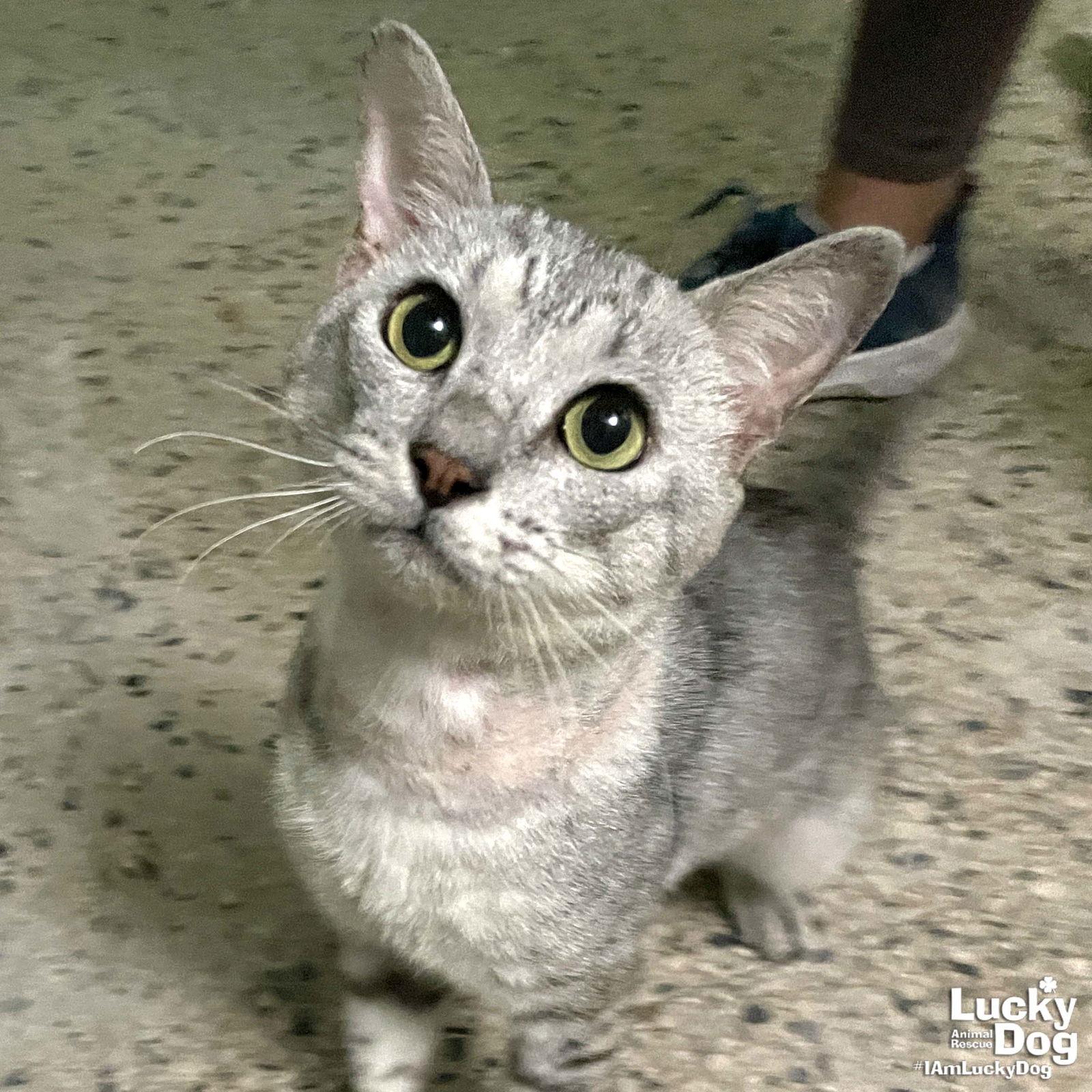 Enlarge Abelardo, a Adopted Domestic Short Hair in Washington, DC image 1/3