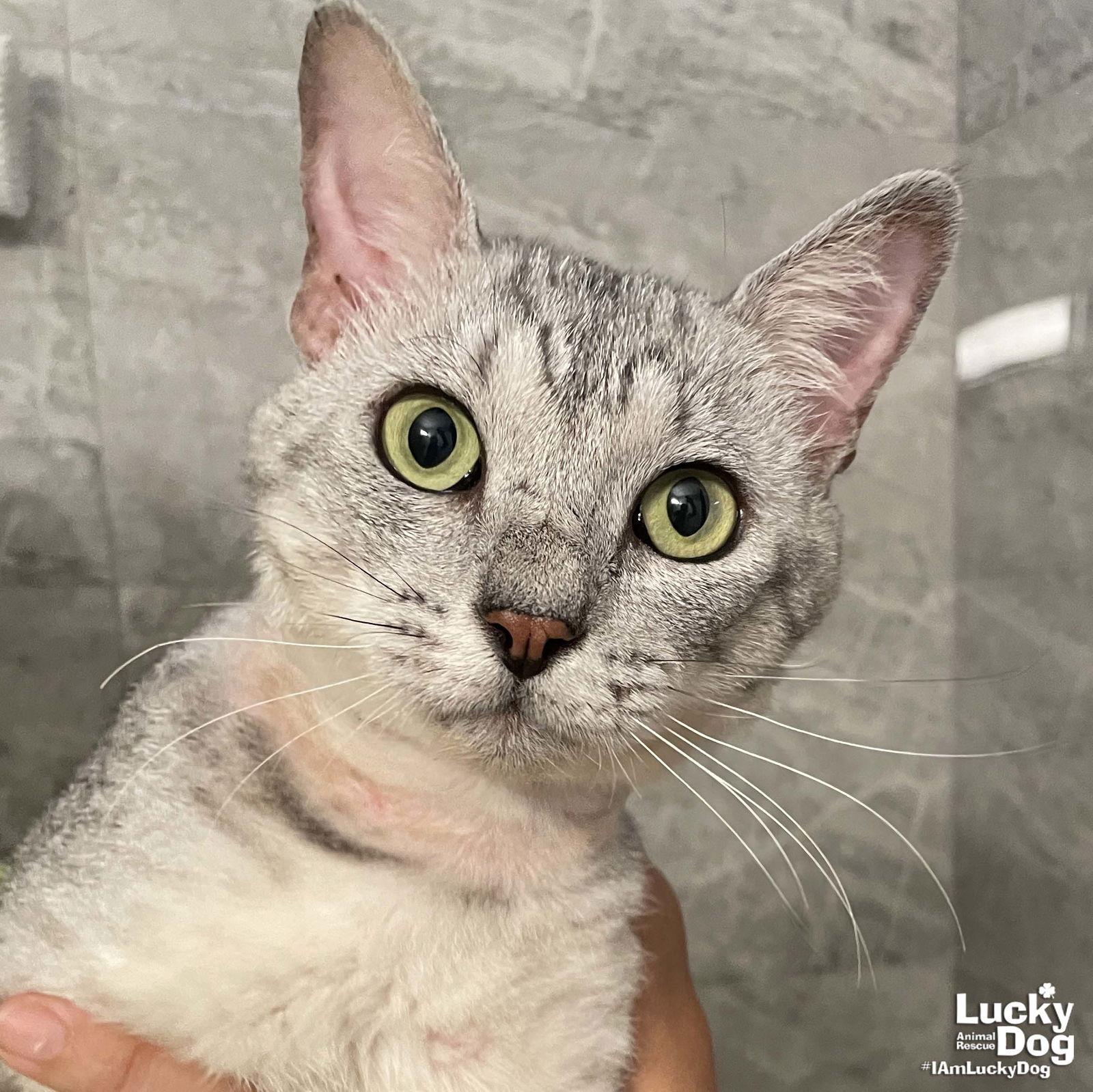 Enlarge Abelardo, a Adopted Domestic Short Hair in Washington, DC image 2/3