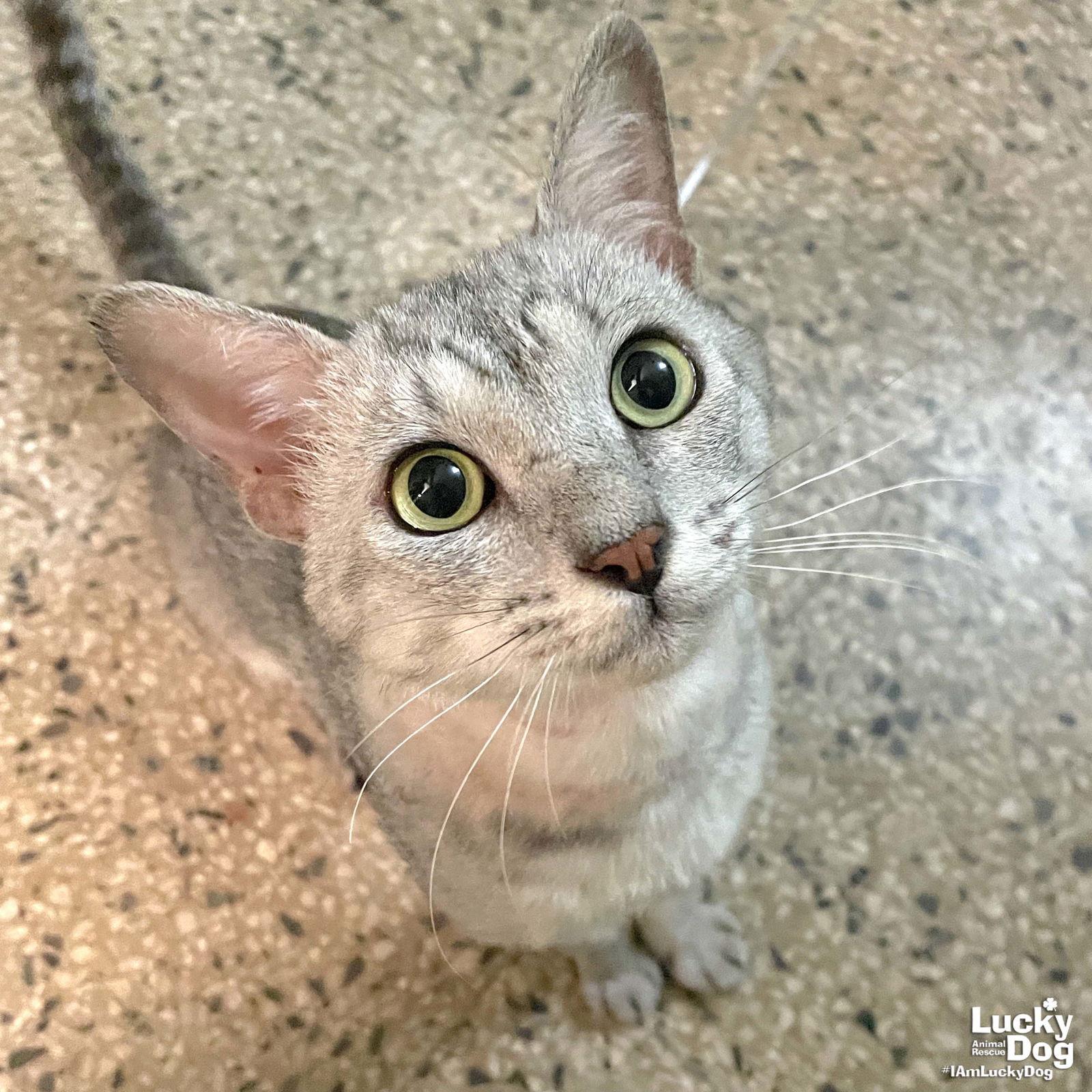 Enlarge Abelardo, a Adopted Domestic Short Hair in Washington, DC image 3/3