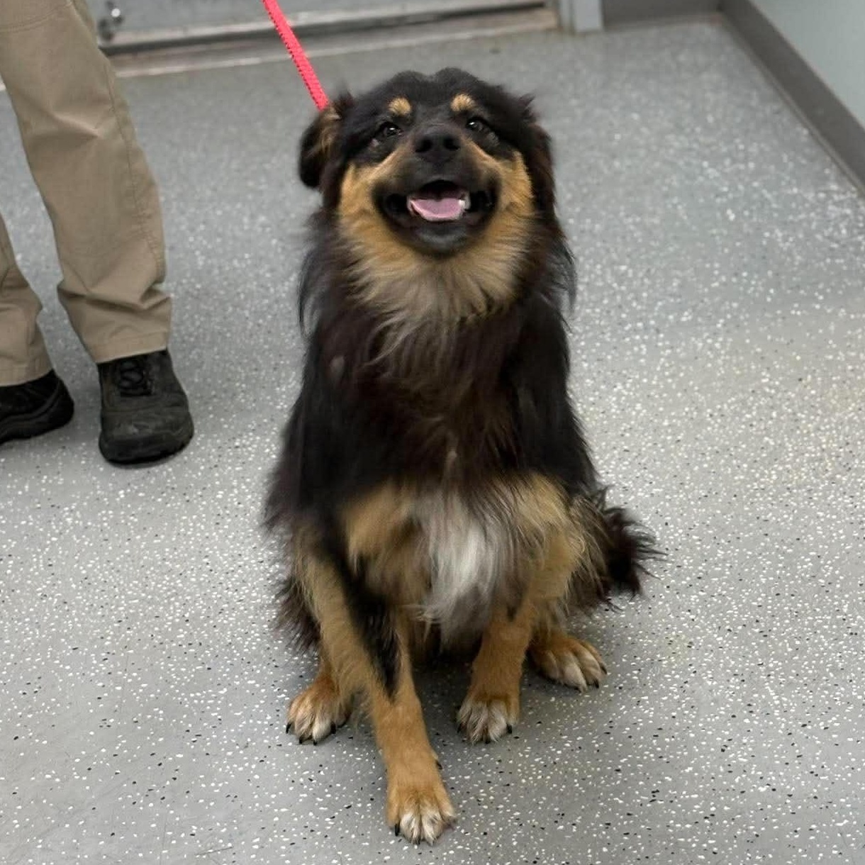 Cosmo, a ADOPTABLE mixed breed in Bardstown, KY image 3/5
