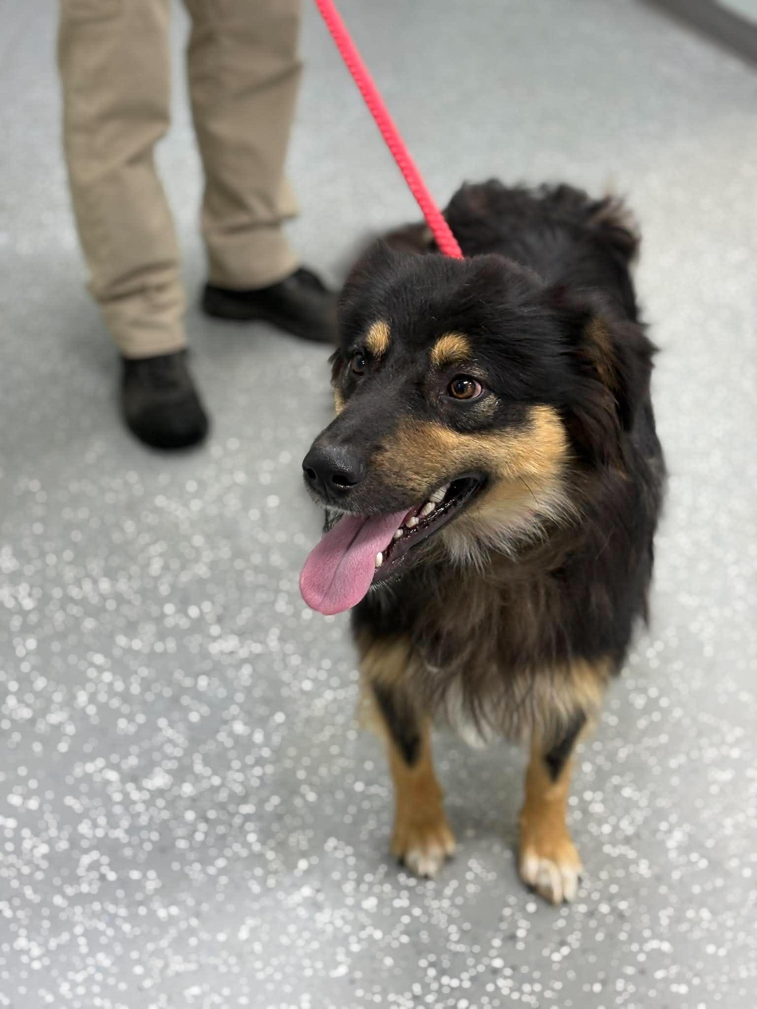 Cosmo, a ADOPTABLE mixed breed in Bardstown, KY image 5/5
