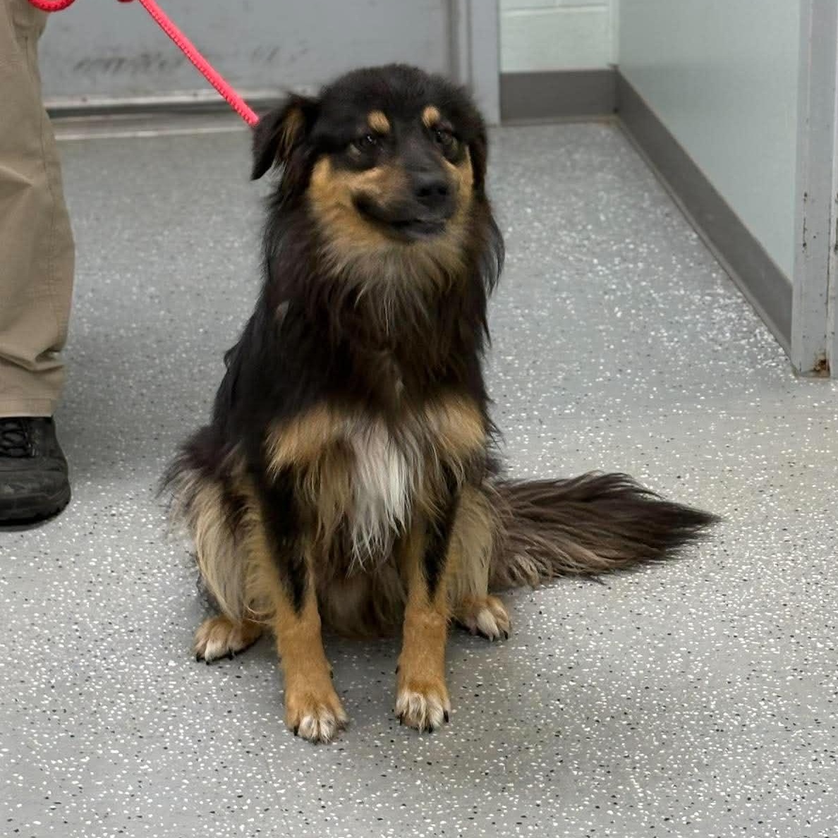 Cosmo, a ADOPTABLE mixed breed in Bardstown, KY image 2/5