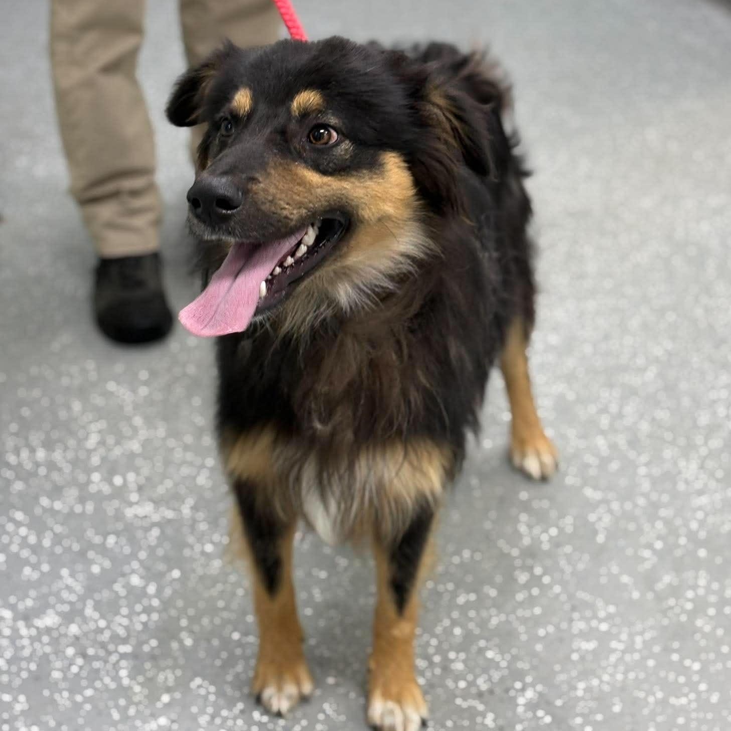 Cosmo, a ADOPTABLE mixed breed in Bardstown, KY image 1/5