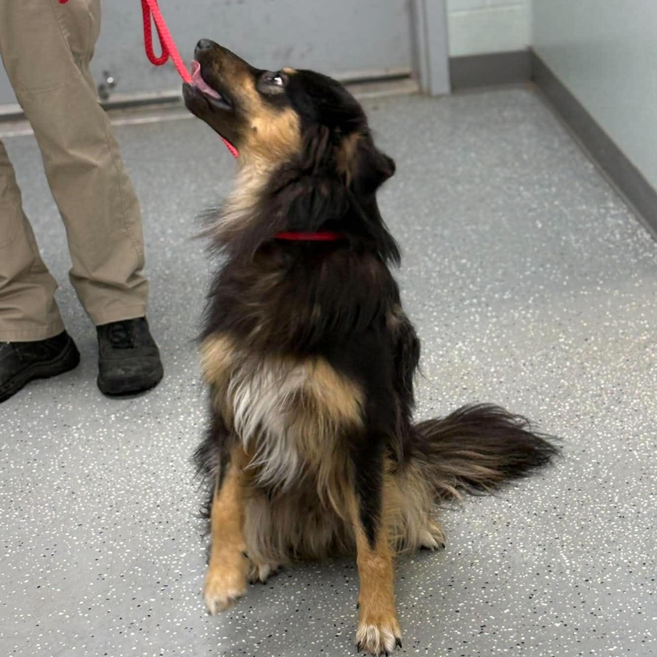 Cosmo, a ADOPTABLE mixed breed in Bardstown, KY image 4/5