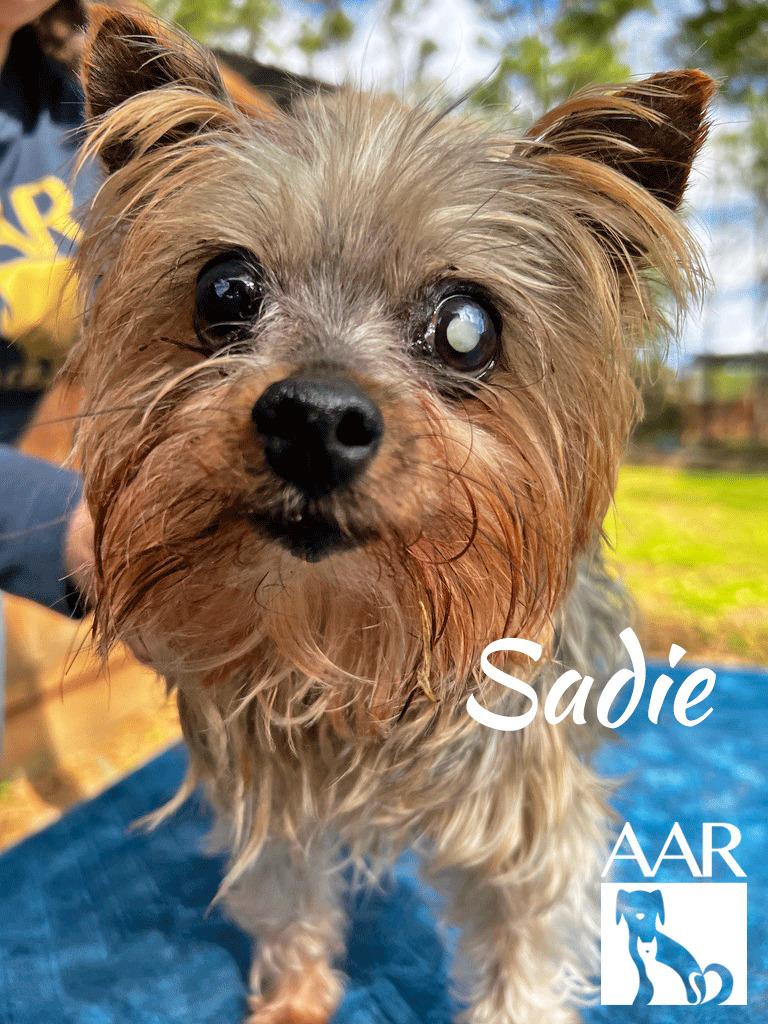 Enlarge Sadie, a Adoptable Yorkshire Terrier in Magnolia, TX image 1/6