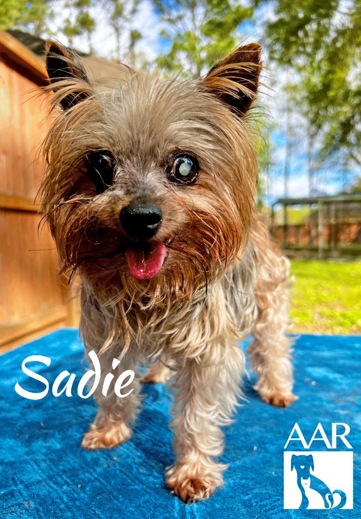 Enlarge Sadie, a Adoptable Yorkshire Terrier in Magnolia, TX image 2/6