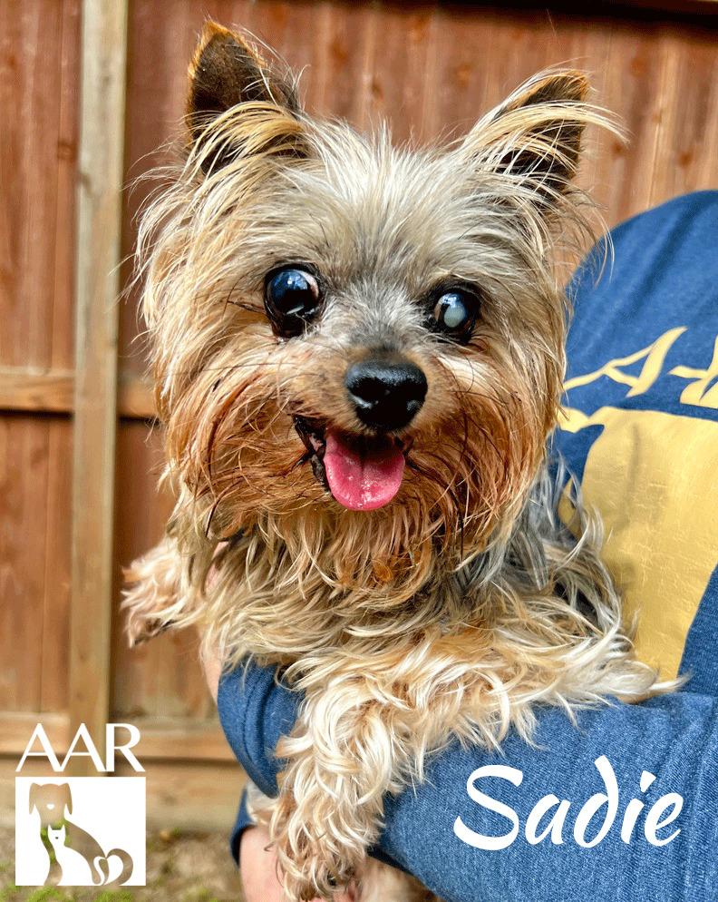 Enlarge Sadie, a Adoptable Yorkshire Terrier in Magnolia, TX image 3/6