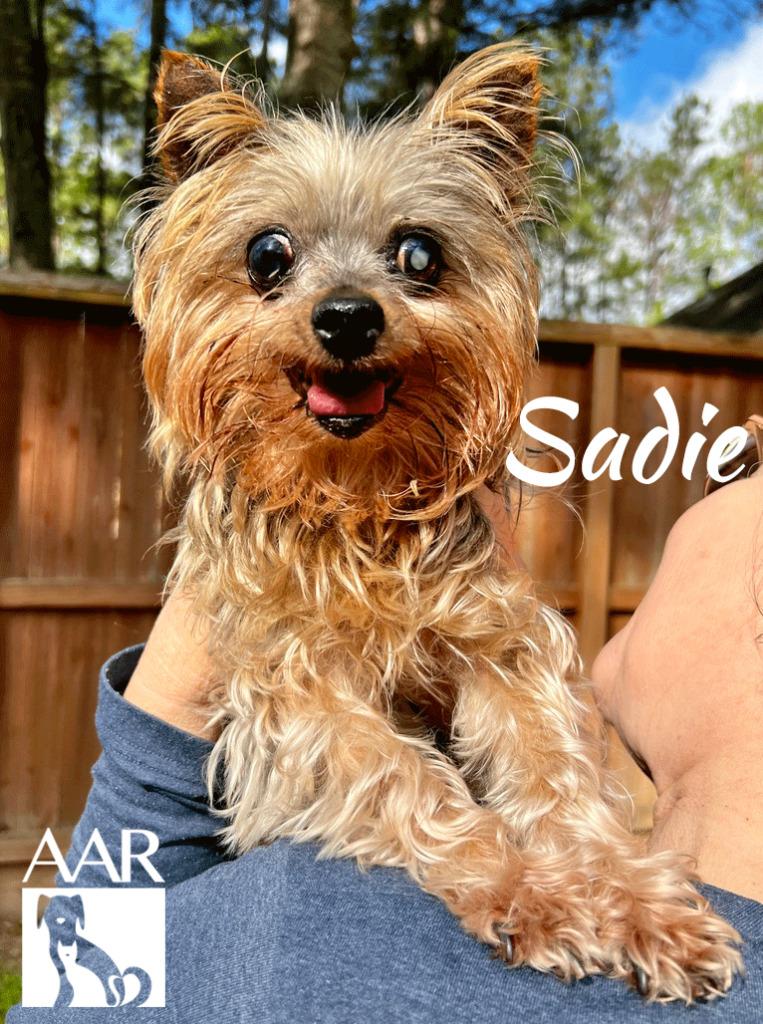 Enlarge Sadie, a Adoptable Yorkshire Terrier in Magnolia, TX image 4/6