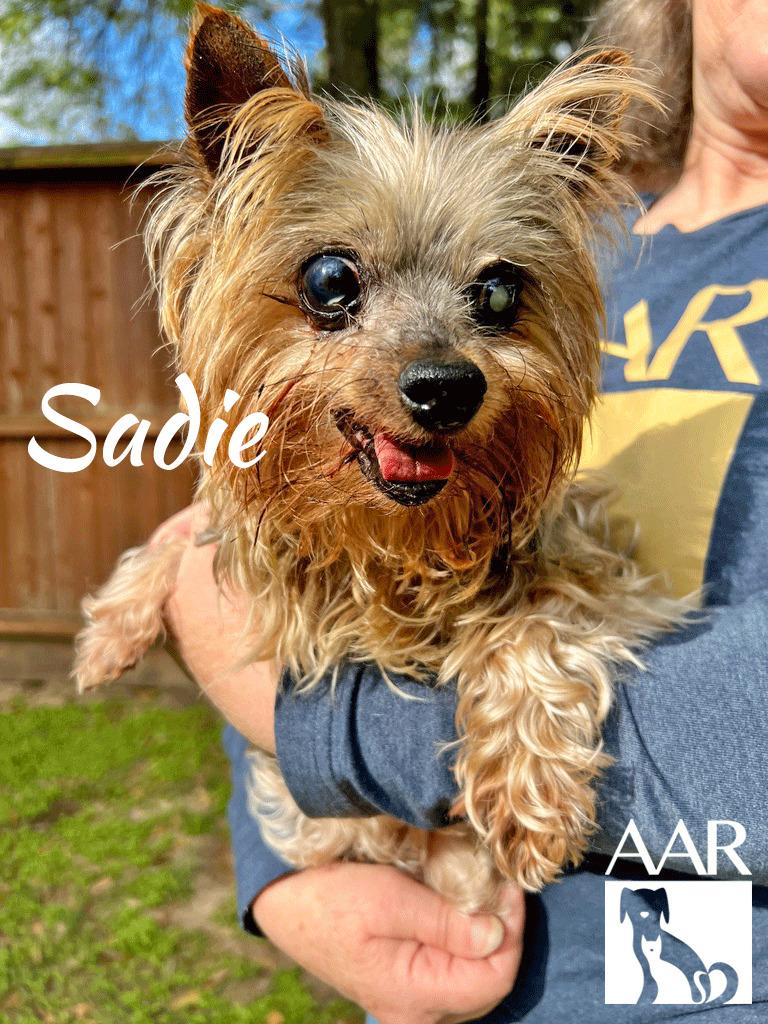 Enlarge Sadie, a Adoptable Yorkshire Terrier in Magnolia, TX image 5/6