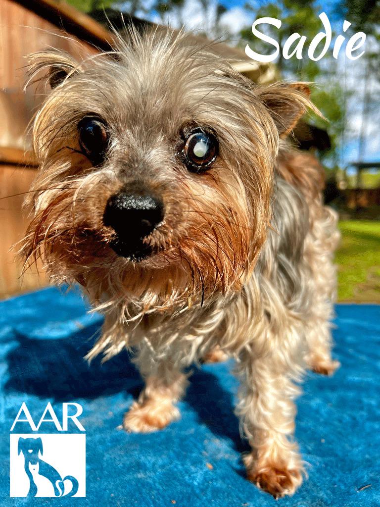 Enlarge Sadie, a Adoptable Yorkshire Terrier in Magnolia, TX image 6/6
