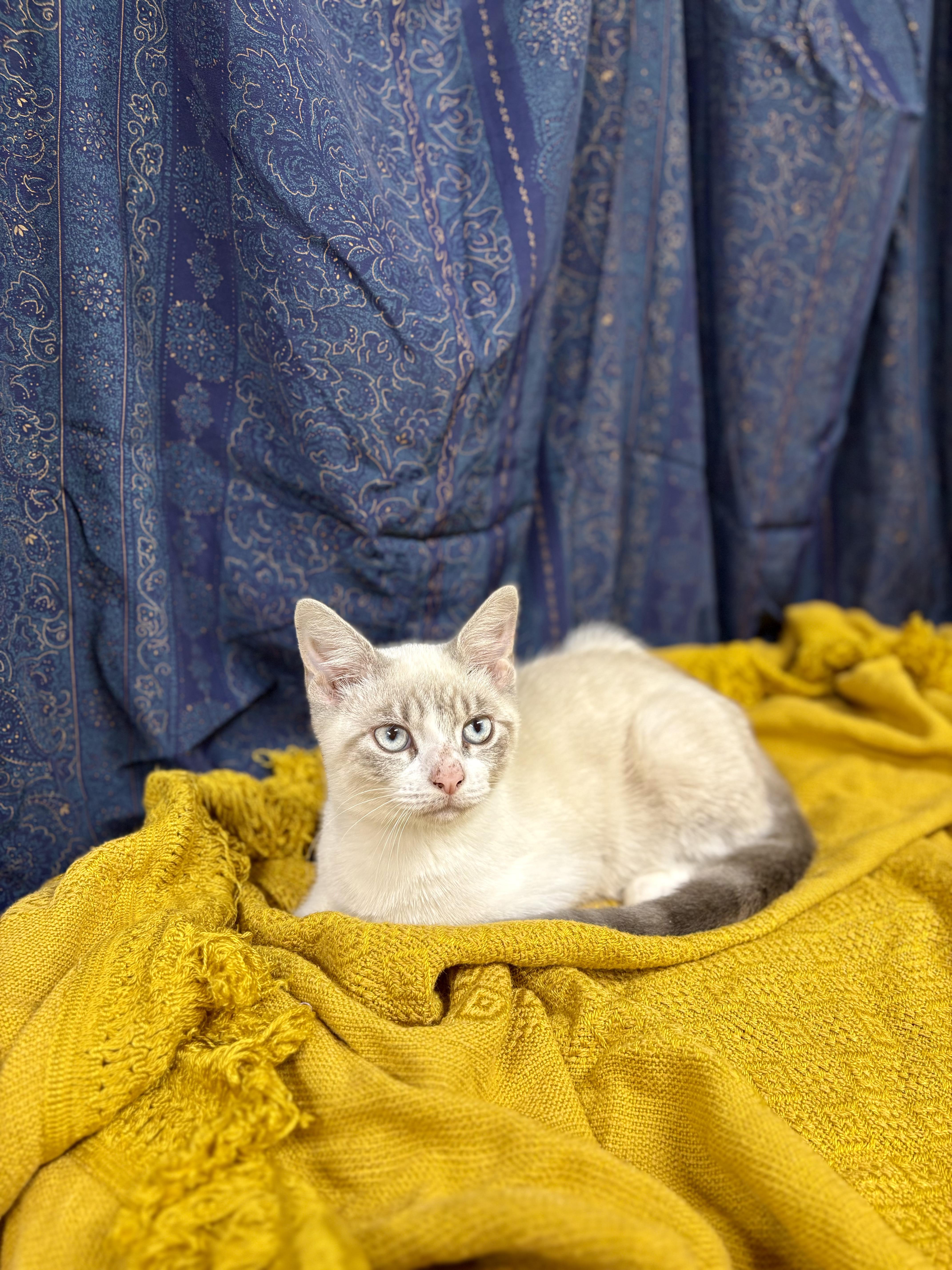 Enlarge Drake, a Adopted mixed breed in Upper Sandusky, OH image 3/3