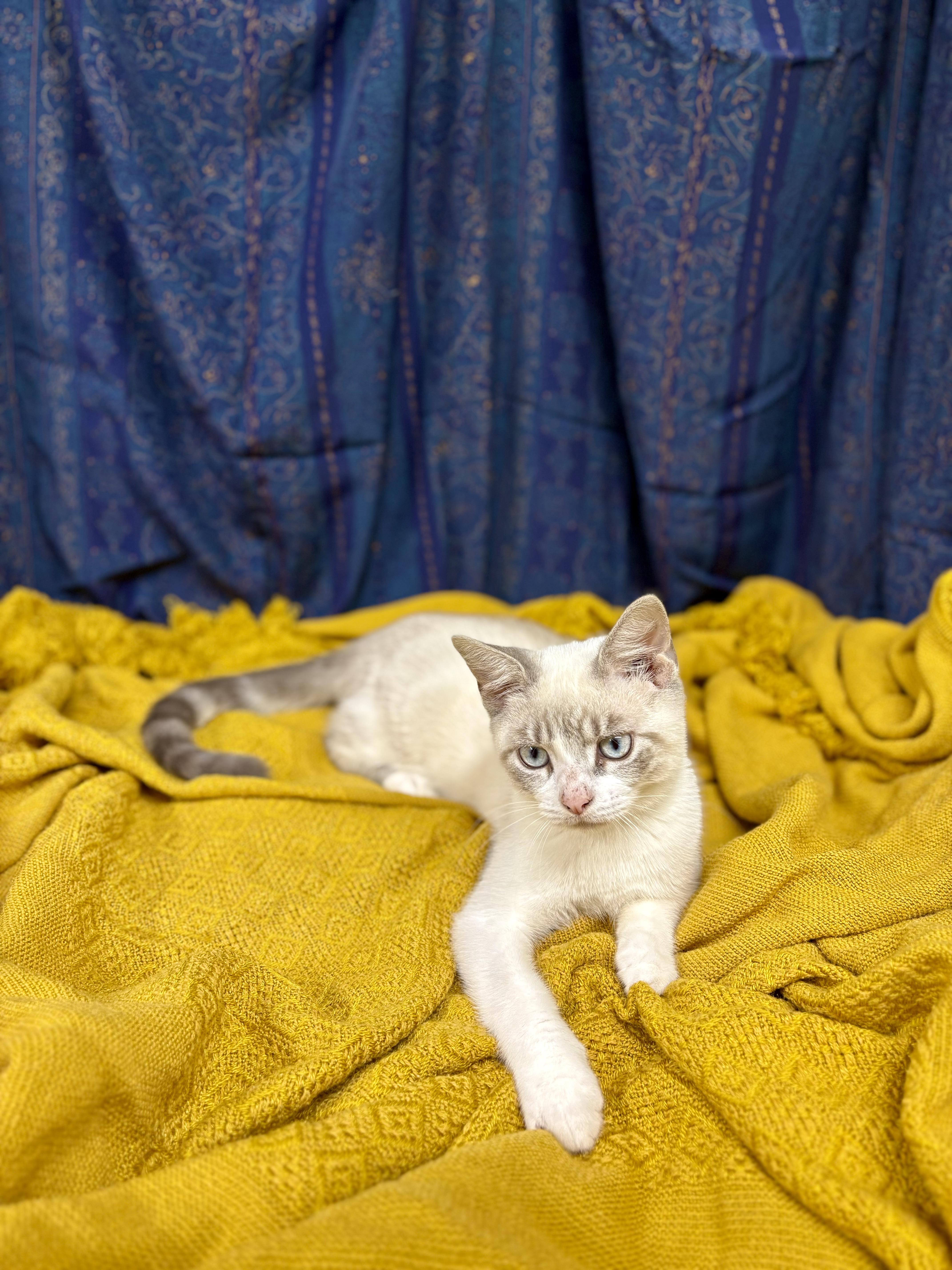 Drake, Adopted, Young Male Domestic Short Hair.