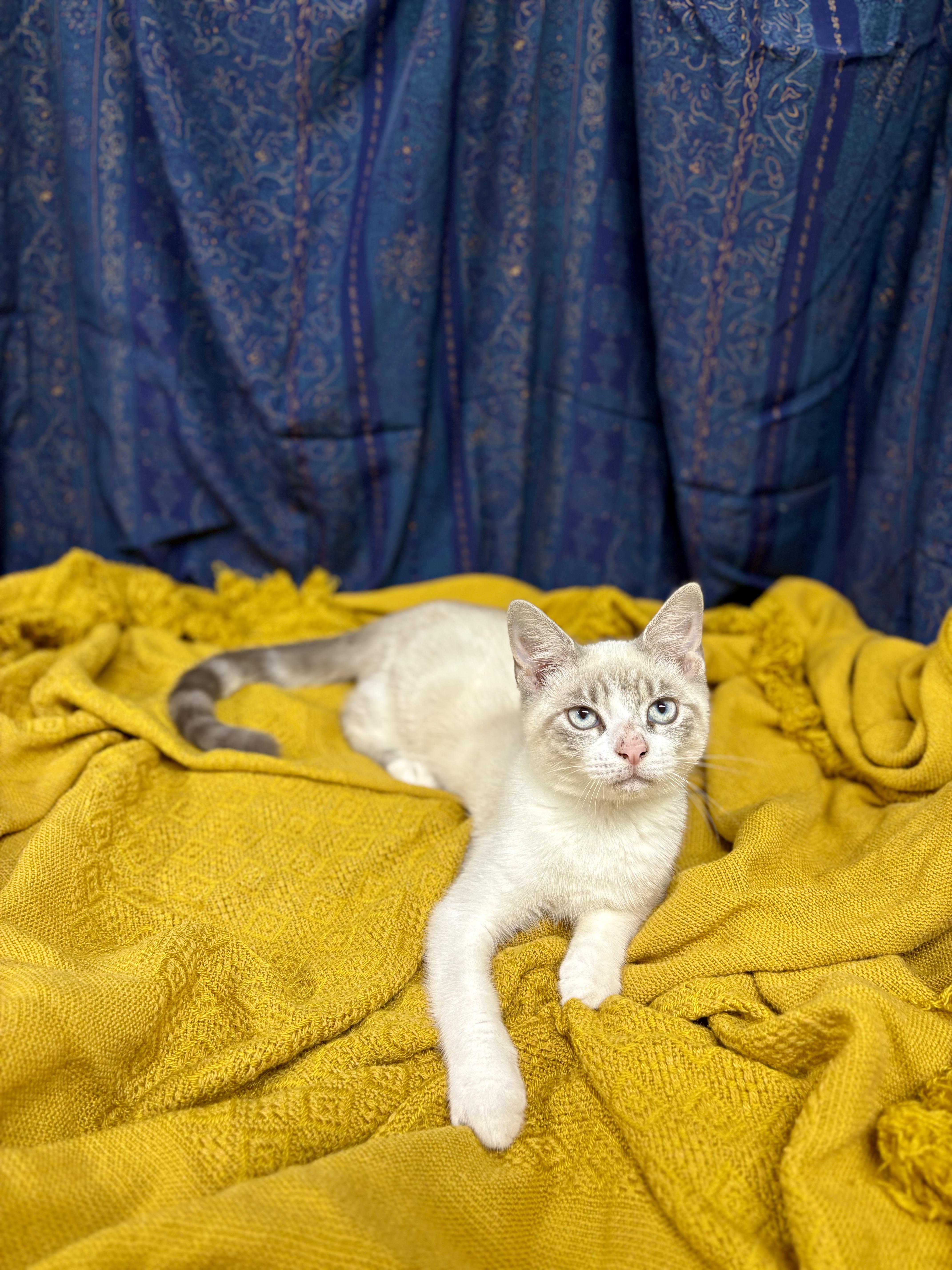 Enlarge Drake, a Adopted mixed breed in Upper Sandusky, OH image 2/3