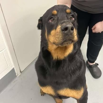 Tank, Adoptable, Adult Male Rottweiler.