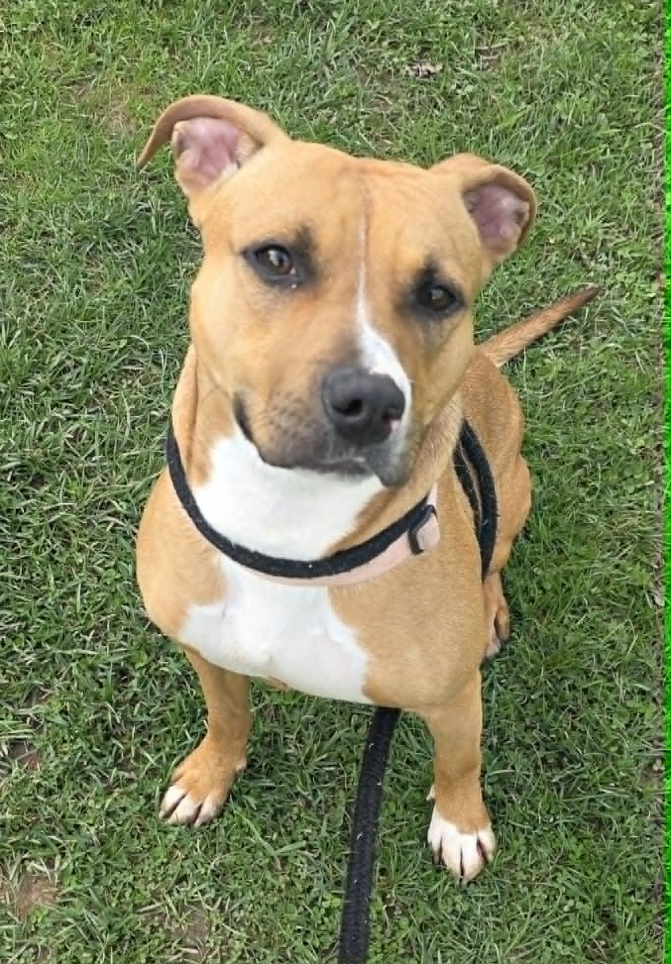 Enlarge Anita, a ADOPTABLE Terrier in North Syracuse, NY image 6/6