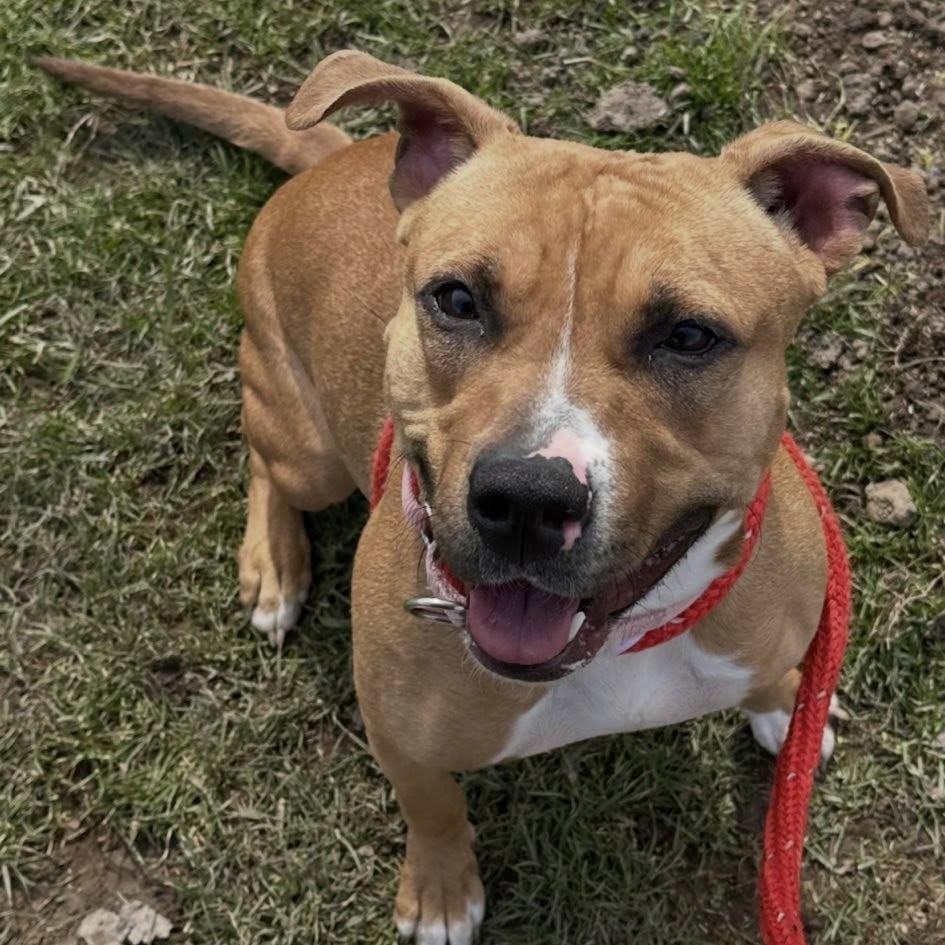 Enlarge Anita, a ADOPTABLE Terrier in North Syracuse, NY image 3/6