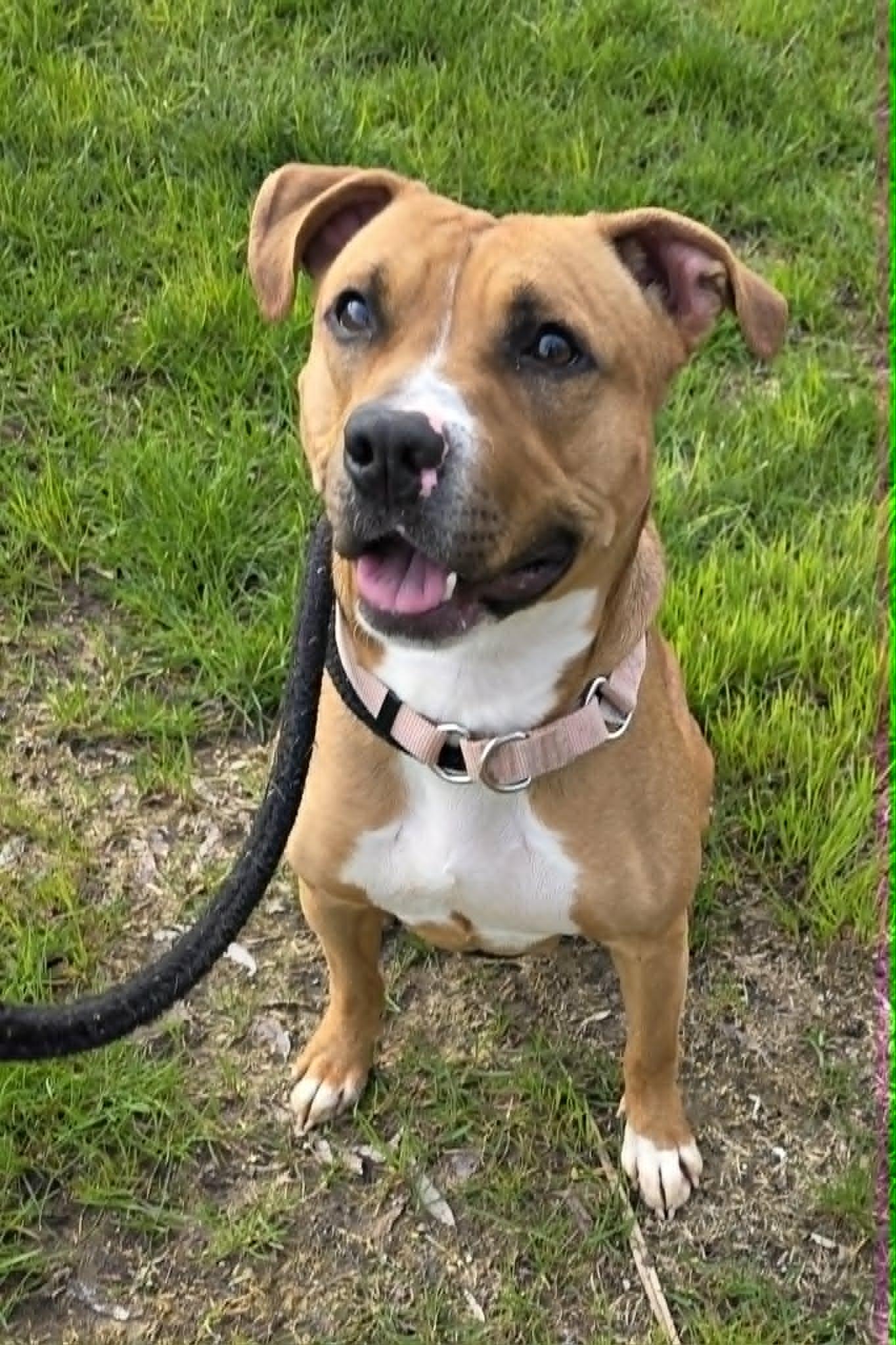 Enlarge Anita, a ADOPTABLE Terrier in North Syracuse, NY image 4/6