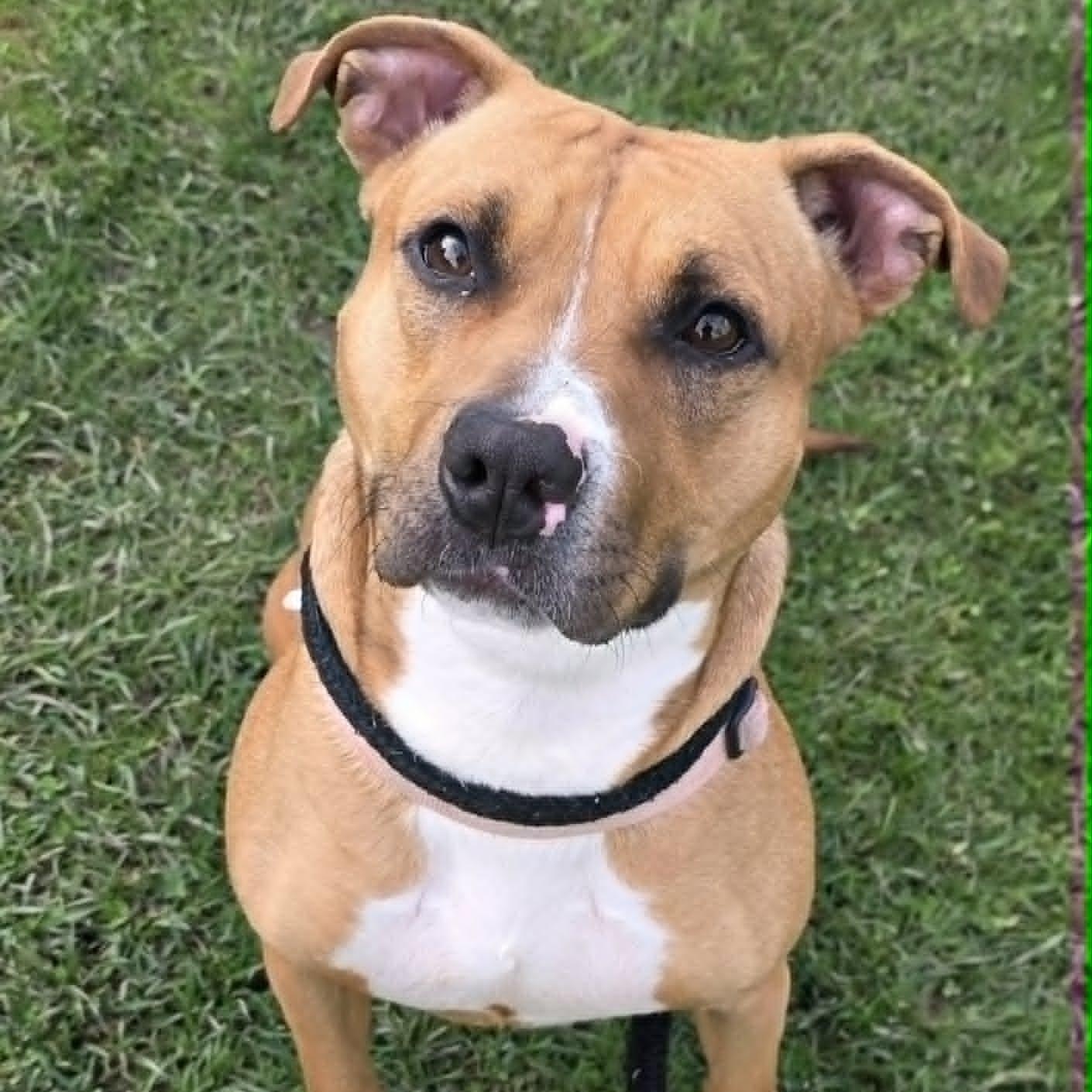 Enlarge Anita, a ADOPTABLE Terrier in North Syracuse, NY image 2/6