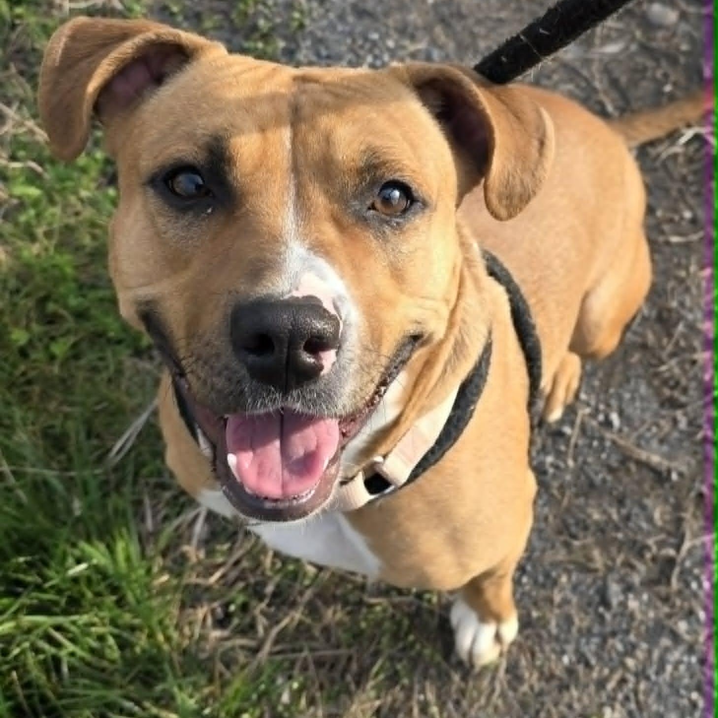 Anita, ADOPTABLE, Young Female Terrier.
