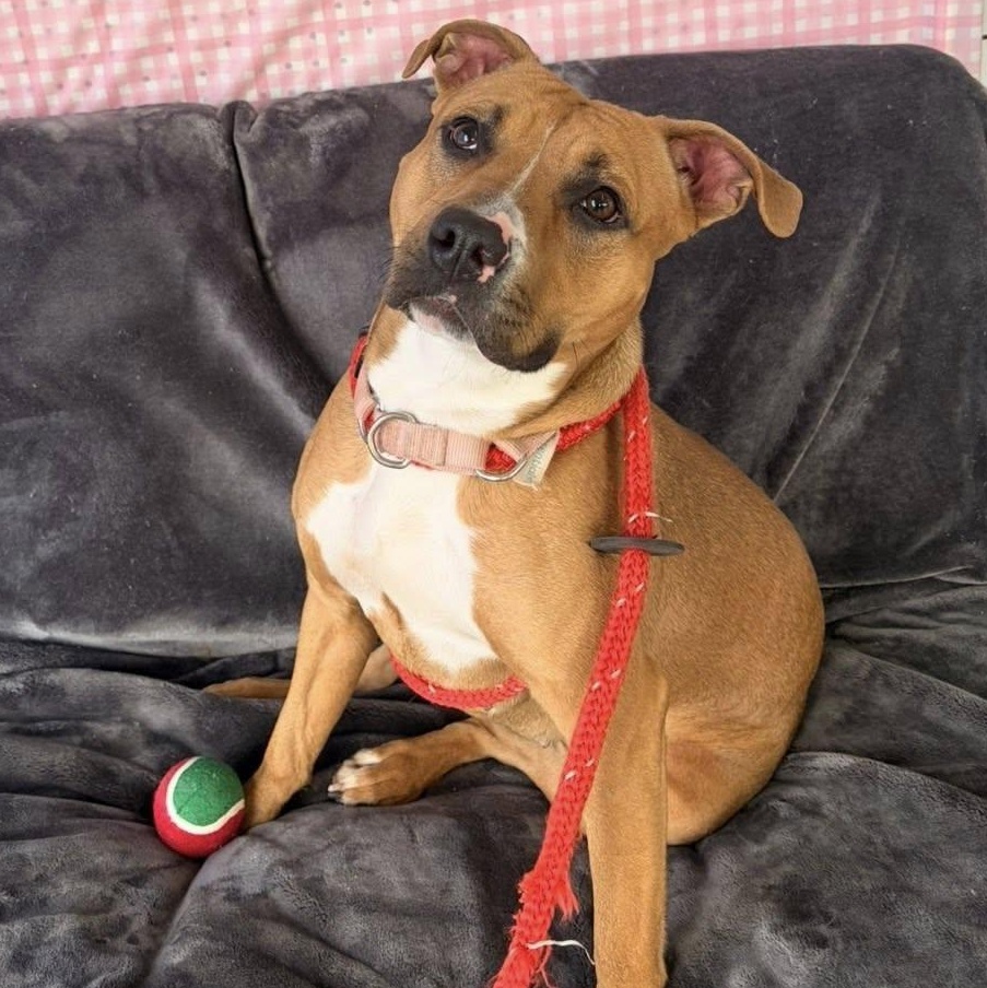 Enlarge Anita, a ADOPTABLE Terrier in North Syracuse, NY image 5/6