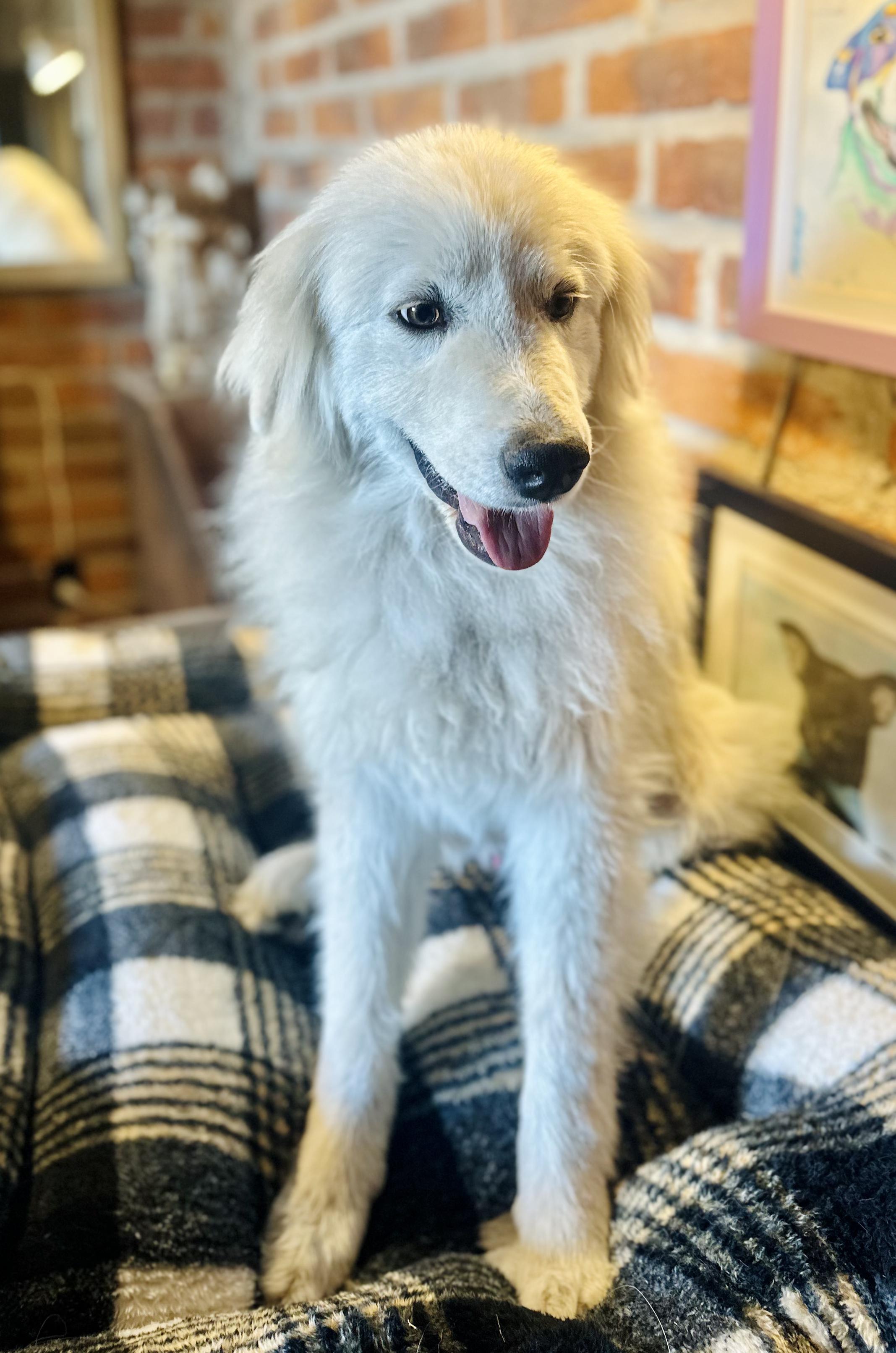 Snow, a Adoptable mixed breed in Encino, CA image 4/6