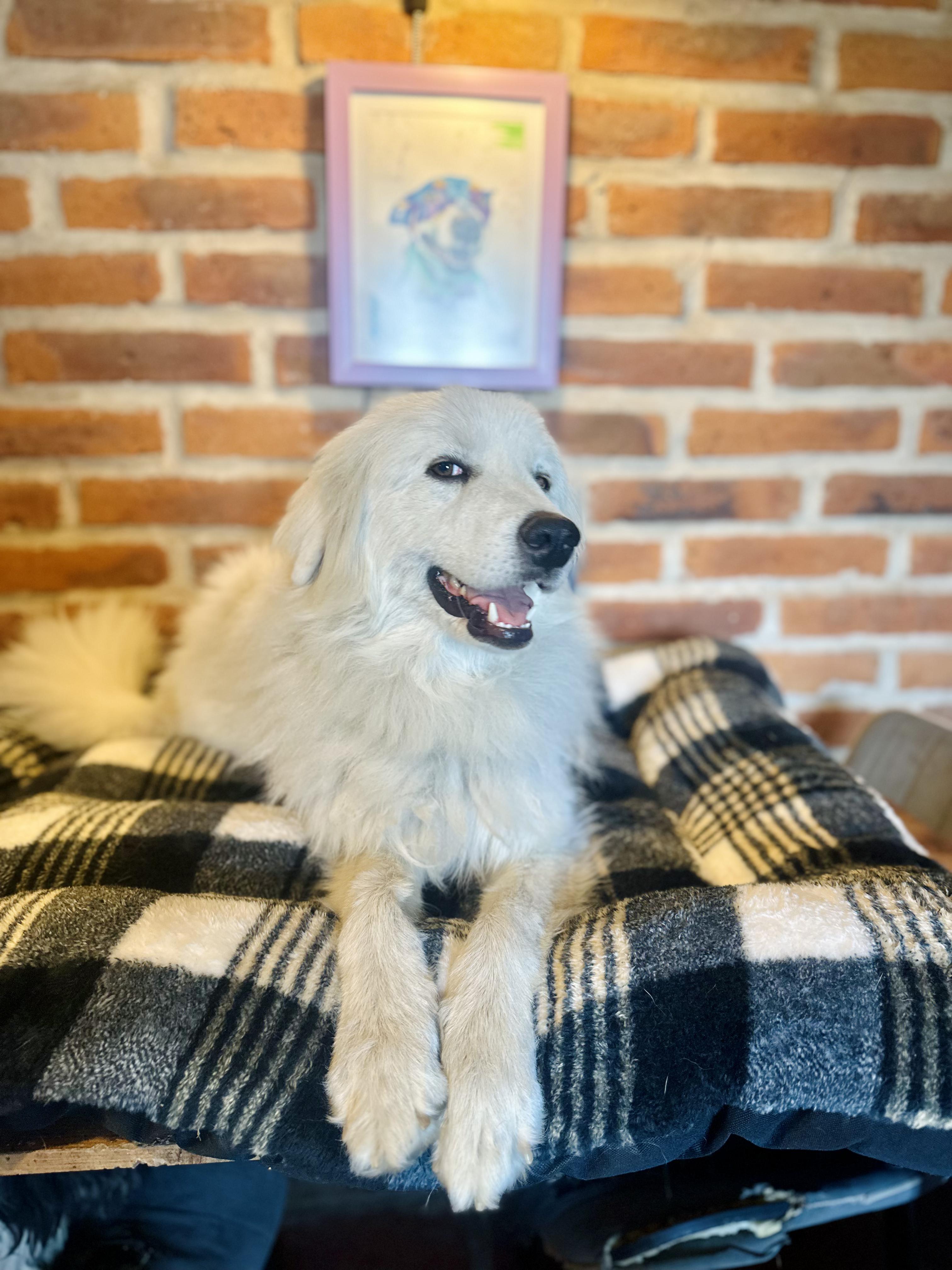 Snow, Adoptable, Adult Male Great Pyrenees & Mixed Breed.