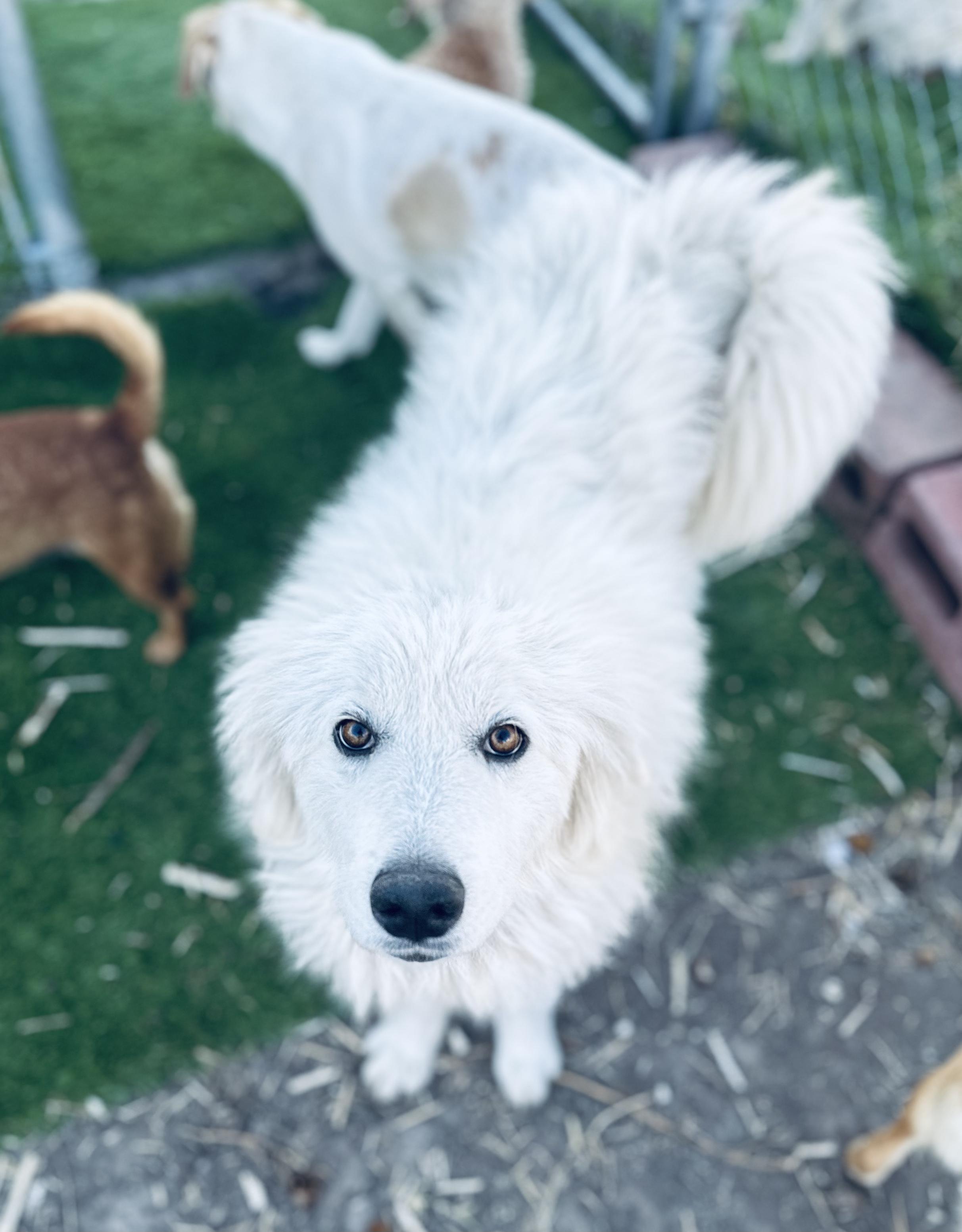 Snow, a Adoptable mixed breed in Encino, CA image 5/6