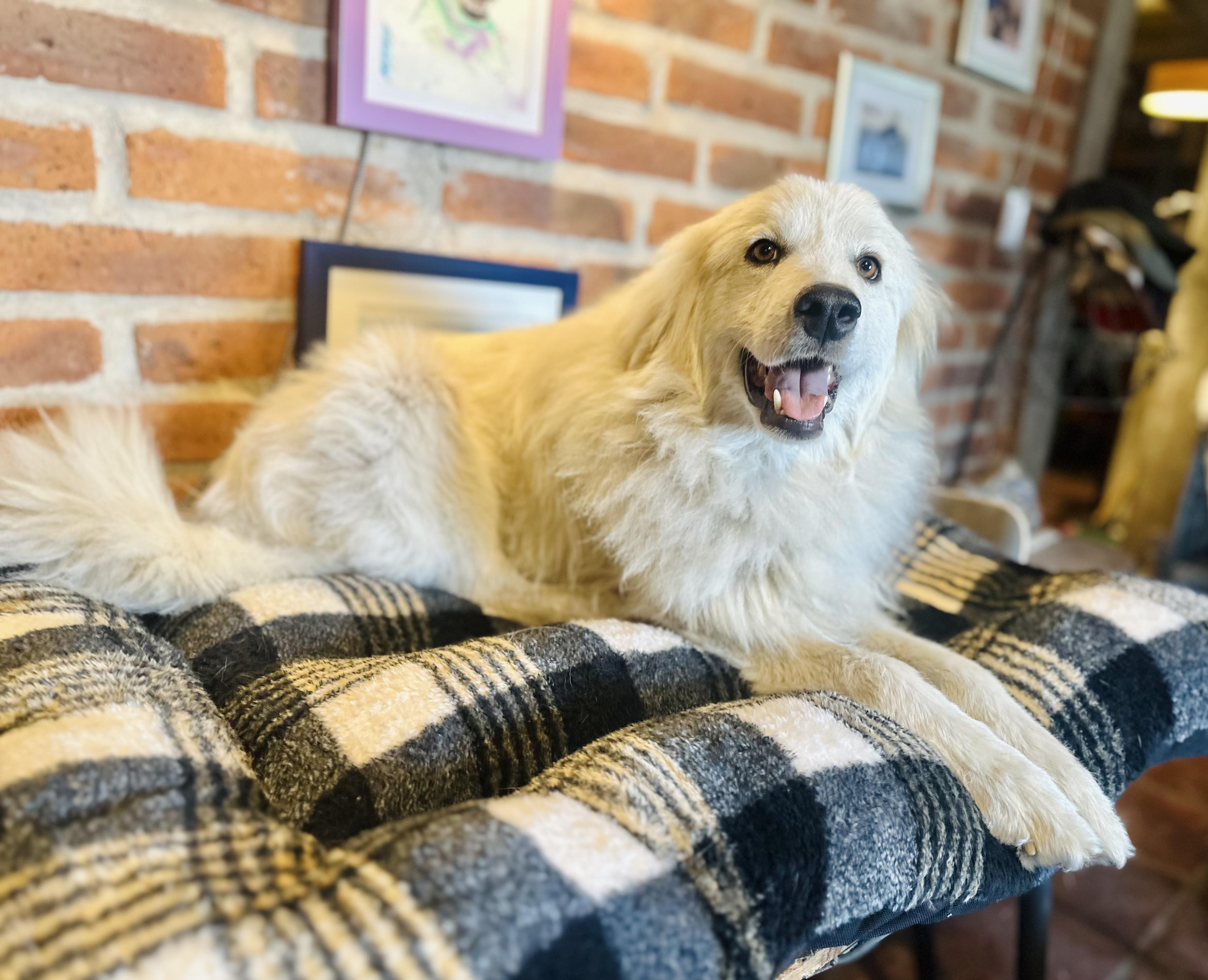 Snow, a Adoptable mixed breed in Encino, CA image 3/6