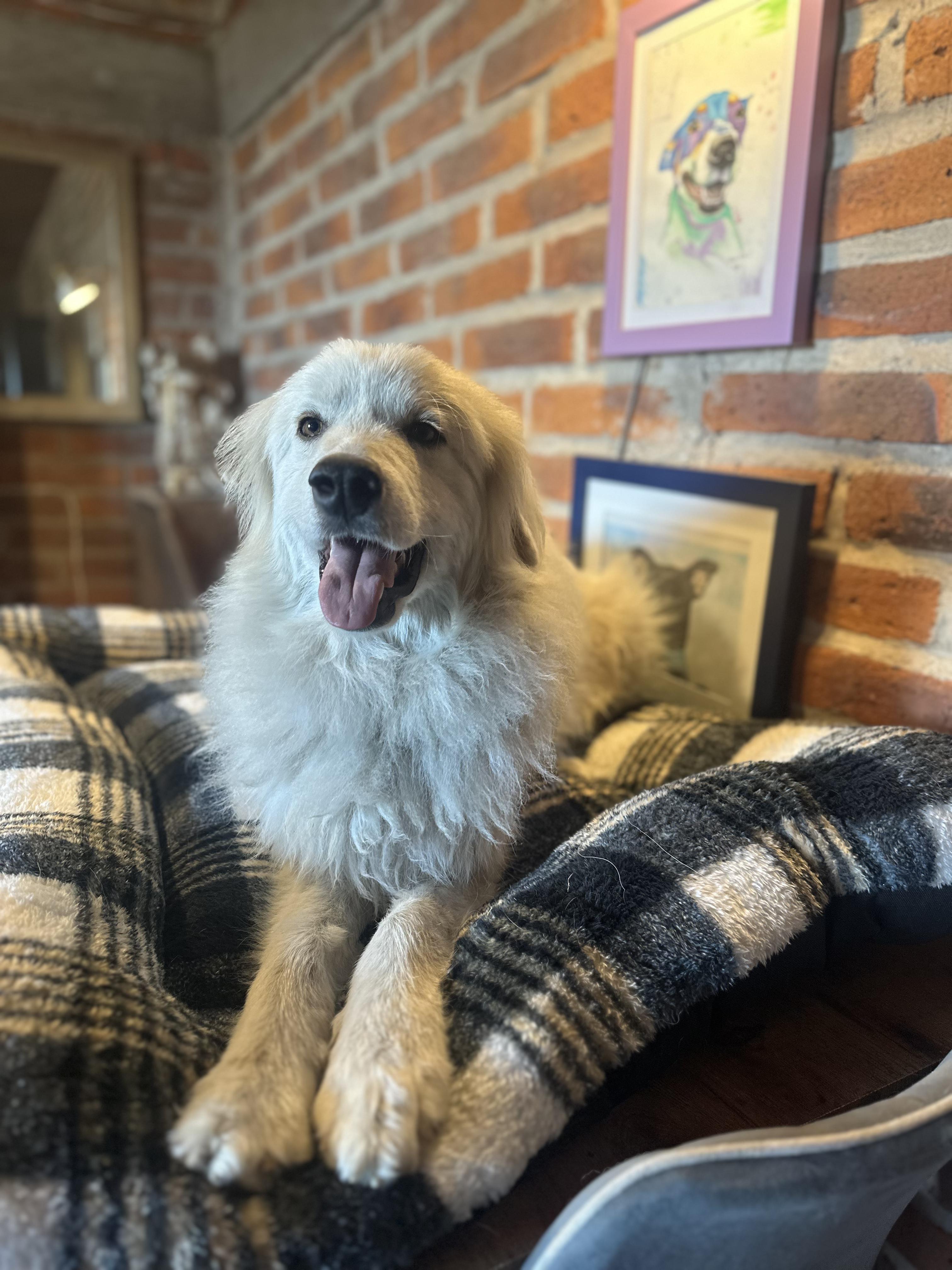 Snow, a Adoptable mixed breed in Encino, CA image 2/6