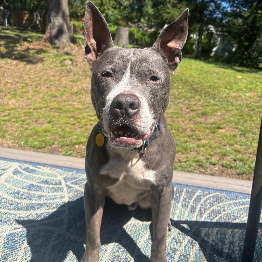 Zeke, Adoptable, Senior Male Pit Bull Terrier.