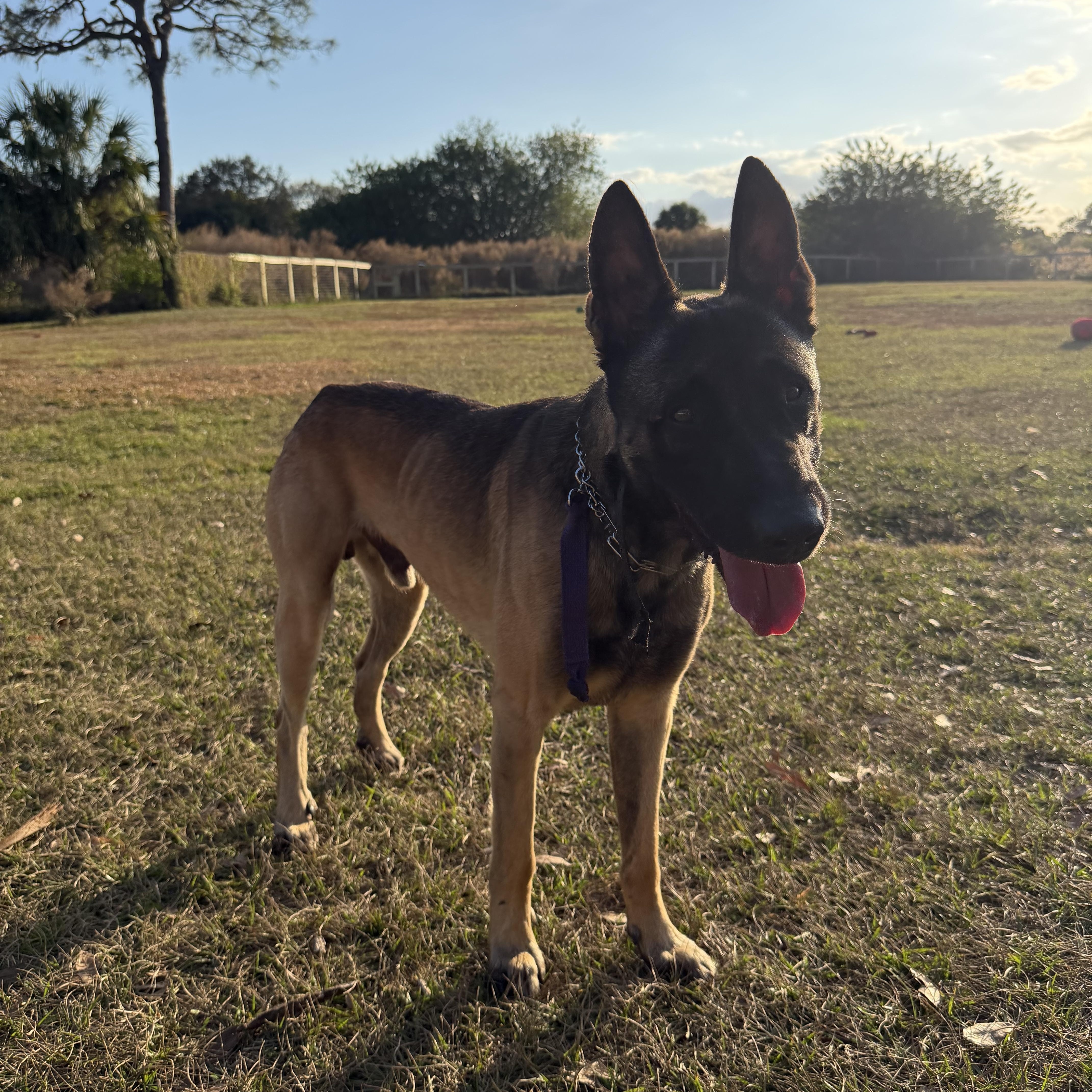 Enlarge Goose, a ADOPTABLE Belgian Shepherd / Malinois in Port Saint Lucie, FL image 1/6