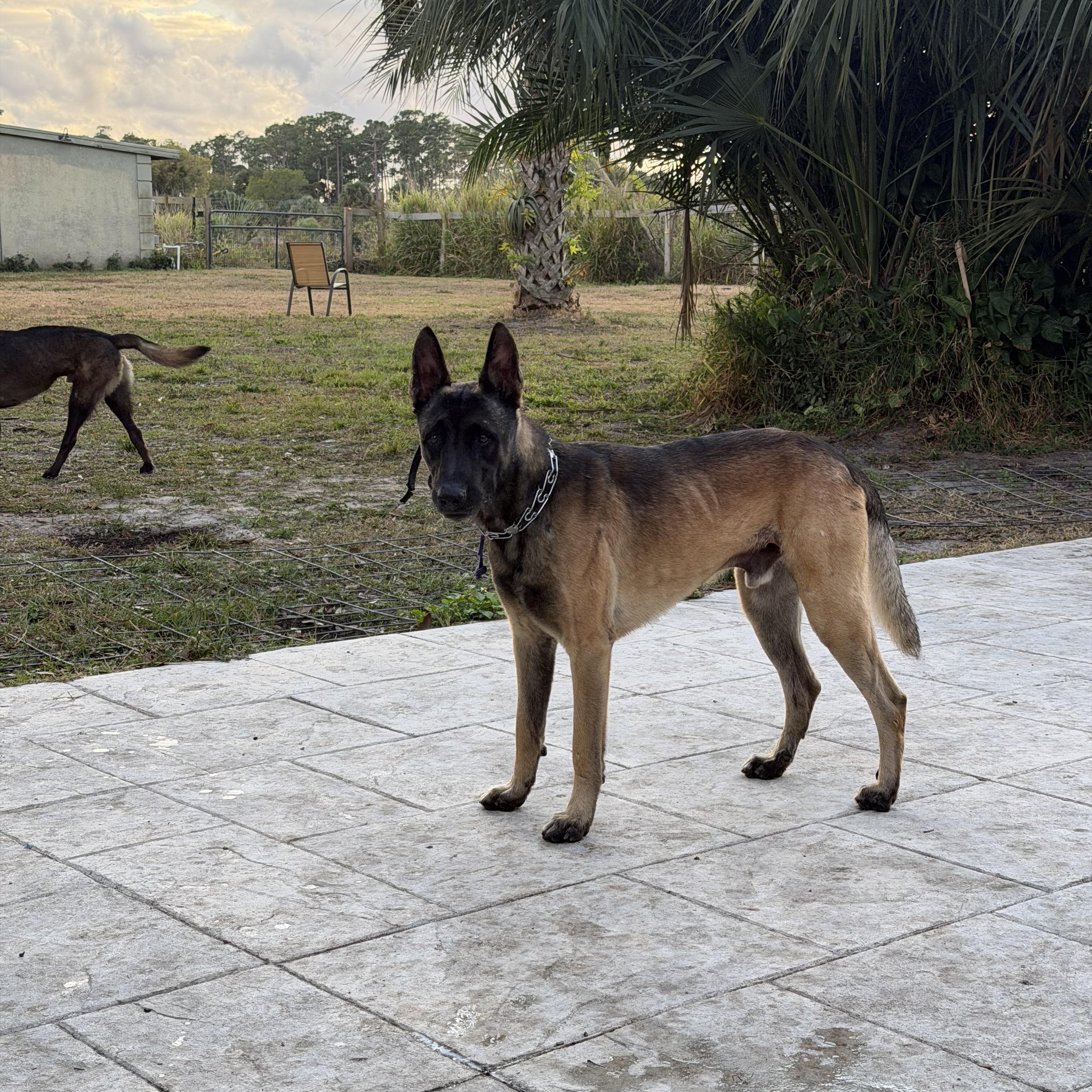 Enlarge Goose, a ADOPTABLE Belgian Shepherd / Malinois in Port Saint Lucie, FL image 2/6