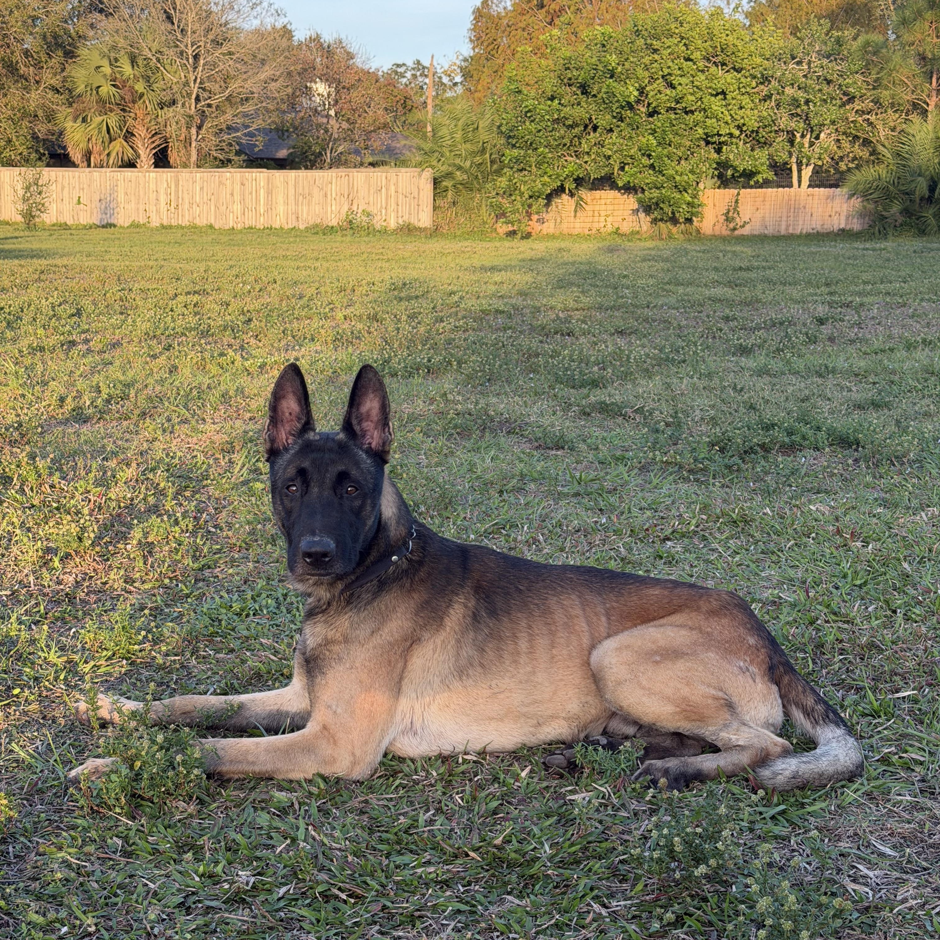 Enlarge Goose, a ADOPTABLE Belgian Shepherd / Malinois in Port Saint Lucie, FL image 3/6