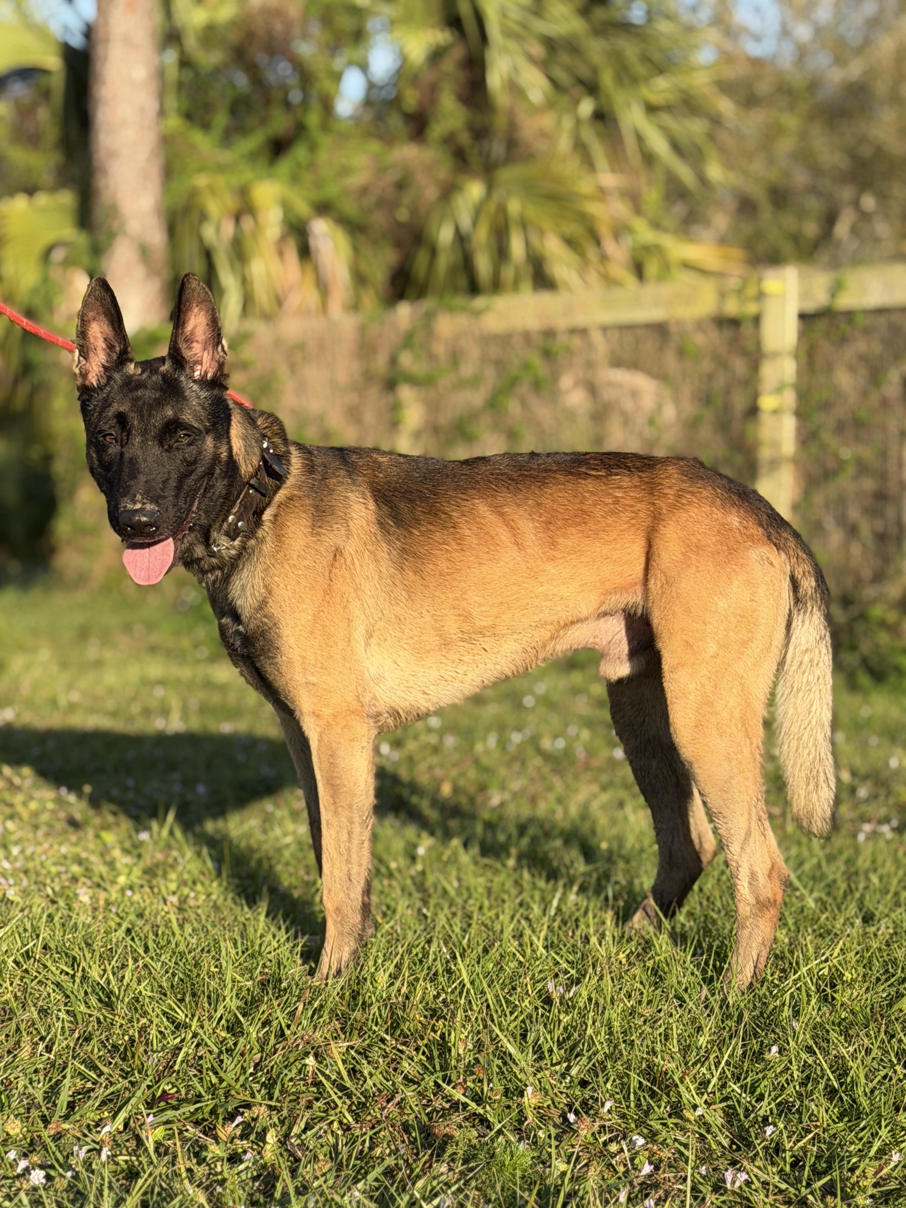 Enlarge Goose, a ADOPTABLE Belgian Shepherd / Malinois in Port Saint Lucie, FL image 4/6