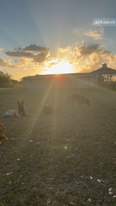 Enlarge Goose, a ADOPTABLE Belgian Shepherd / Malinois in Port Saint Lucie, FL video 6/6