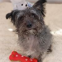 Enlarge Kobe, an adopted mixed breed in St Catharines, ON image 2/5