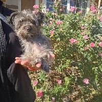 Enlarge Kobe, an adopted mixed breed in St Catharines, ON image 5/5