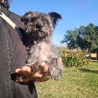 Enlarge Kobe, an adopted mixed breed in St Catharines, ON image 4/5