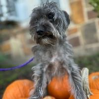 Enlarge Kobe, an adopted mixed breed in St Catharines, ON image 1/5