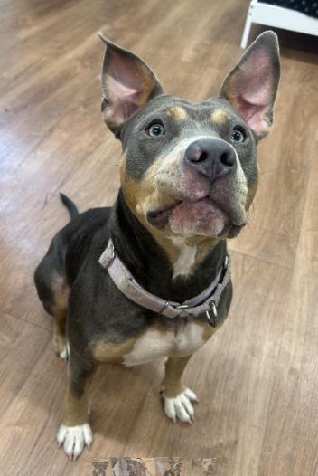 Diva, Adoptable, Adult Female Mixed Breed & Mixed Breed.