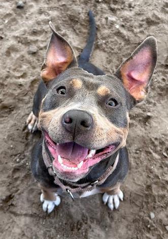 Enlarge Diva, a Adoptable mixed breed in Savannah, GA image 2/3