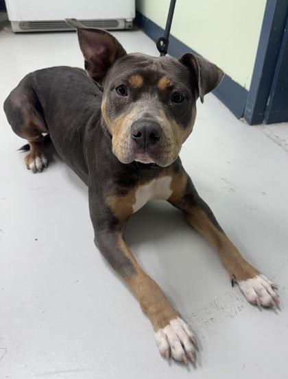 Enlarge Diva, a Adoptable mixed breed in Savannah, GA image 3/3